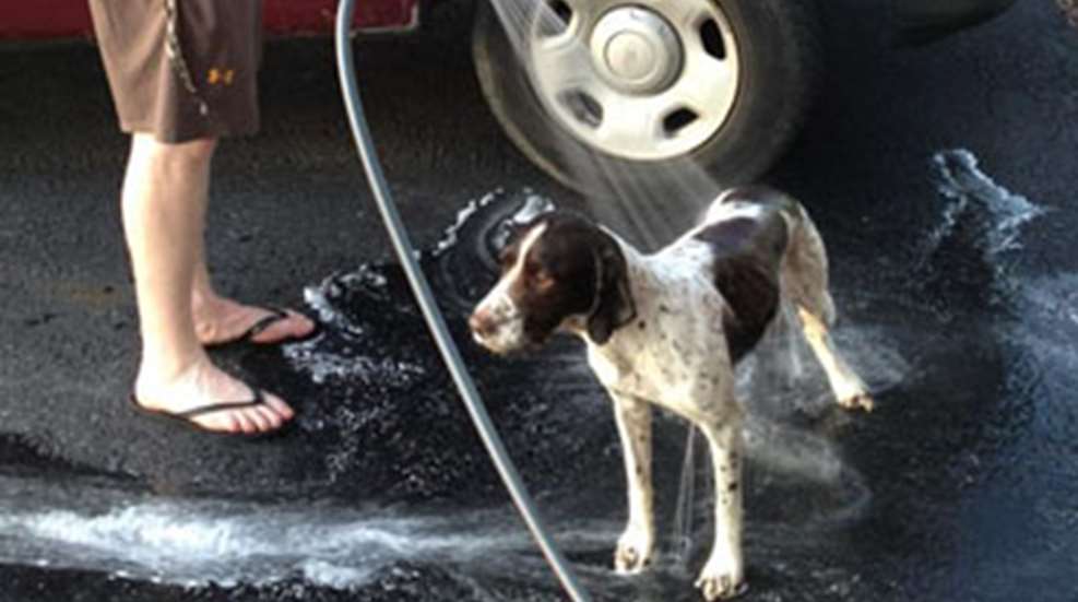 201211309432-wash_your_dog.jpg