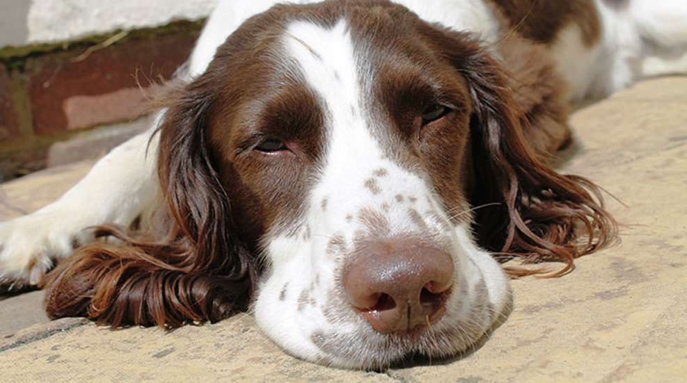 sleep_like_a_dog_f.jpg