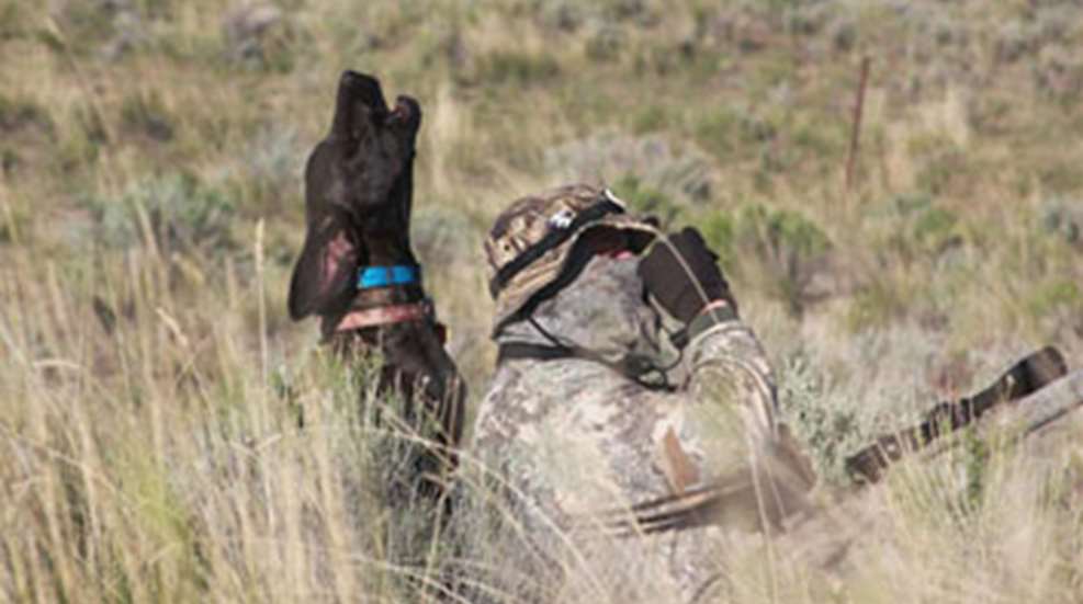 201294131419-decoy_dogs_f.jpg