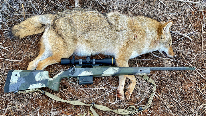 Coyote laying next to Springfield Model 2020 Waypoint Rifle