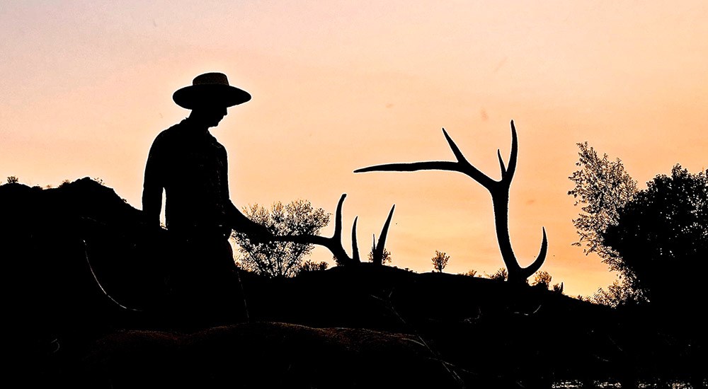 Hunter Walking up to Bull Elk on Ground