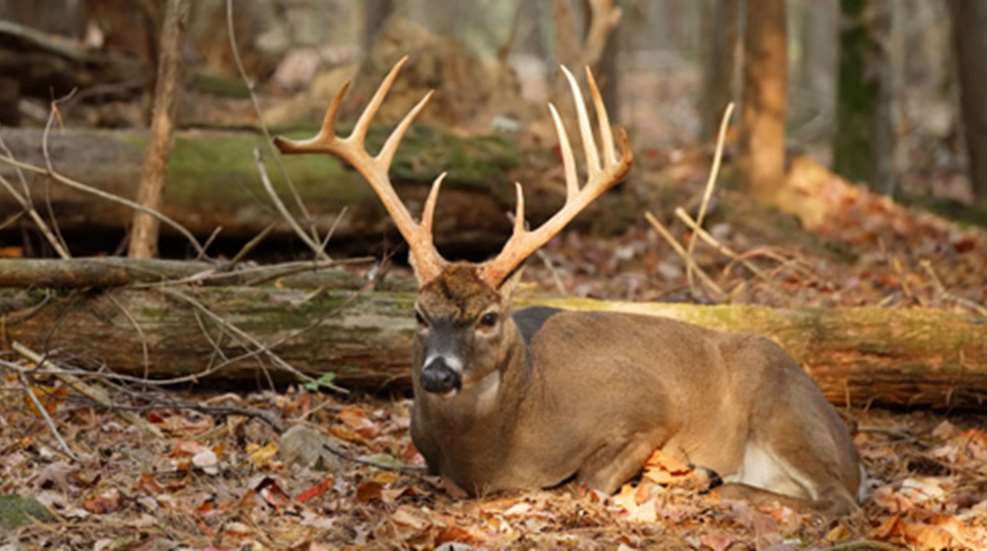 2010519102011-bcbucks_f.jpg
