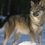 wolf-g492996d7d_1920.jpg