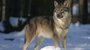 wolf-g492996d7d_1920.jpg