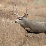 sandhillbucks_lead.jpg