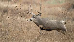 sandhillbucks_lead.jpg