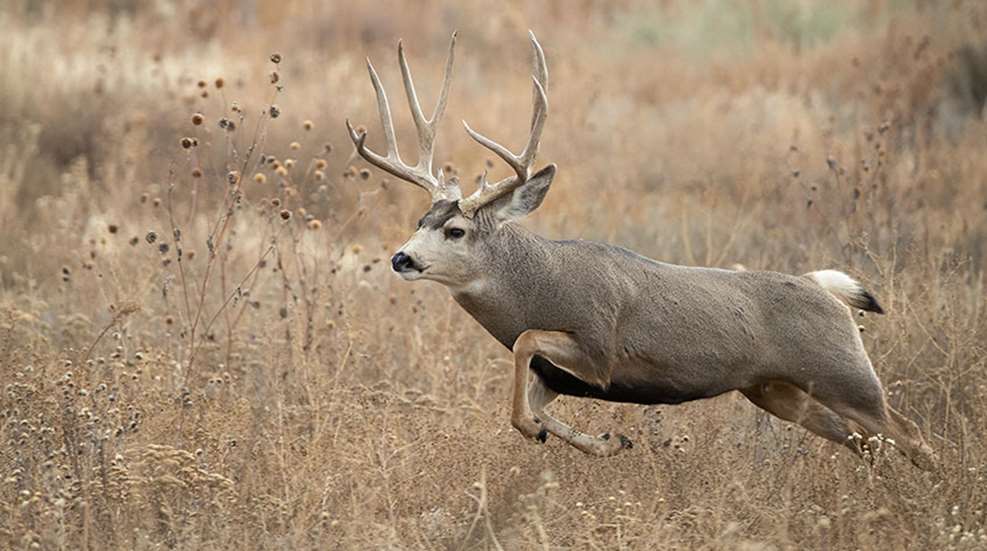 sandhillbucks_lead.jpg