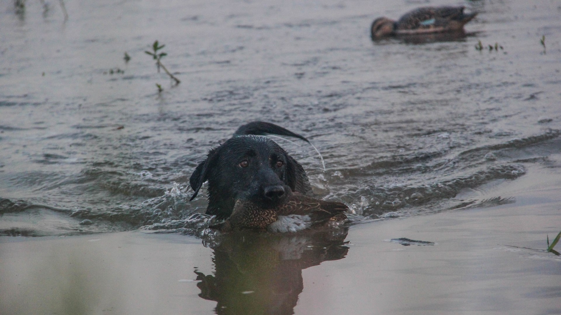 Retriever in water