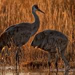 sandhillcranes_lead.jpg