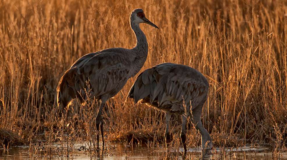 sandhillcranes_lead.jpg