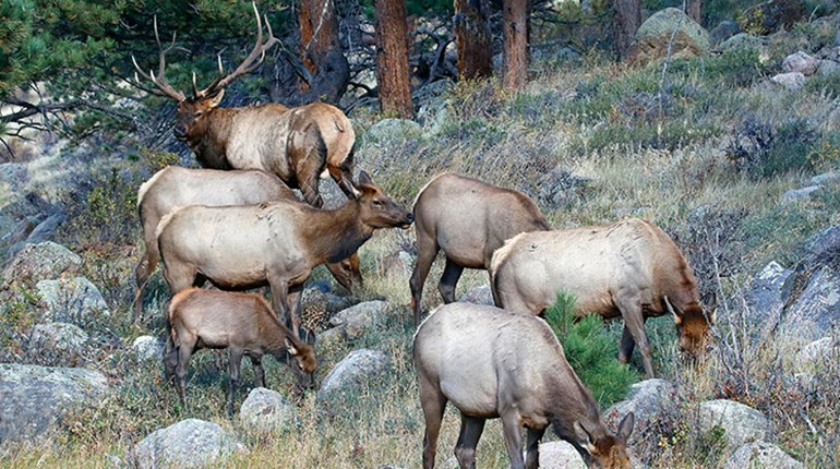 Federal Report Says Hunter Volunteers Are Ideal ‘Citizen Wildlife Managers’ For National Park Game-Culling Operations | An Official Journal Of The NRA