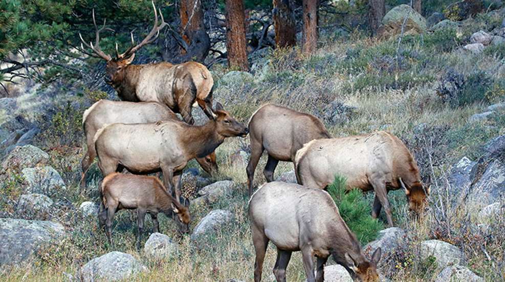 elk_herd_hlf.jpg