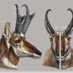 Field Judge Pronghorn Lead