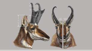 Field Judge Pronghorn Lead
