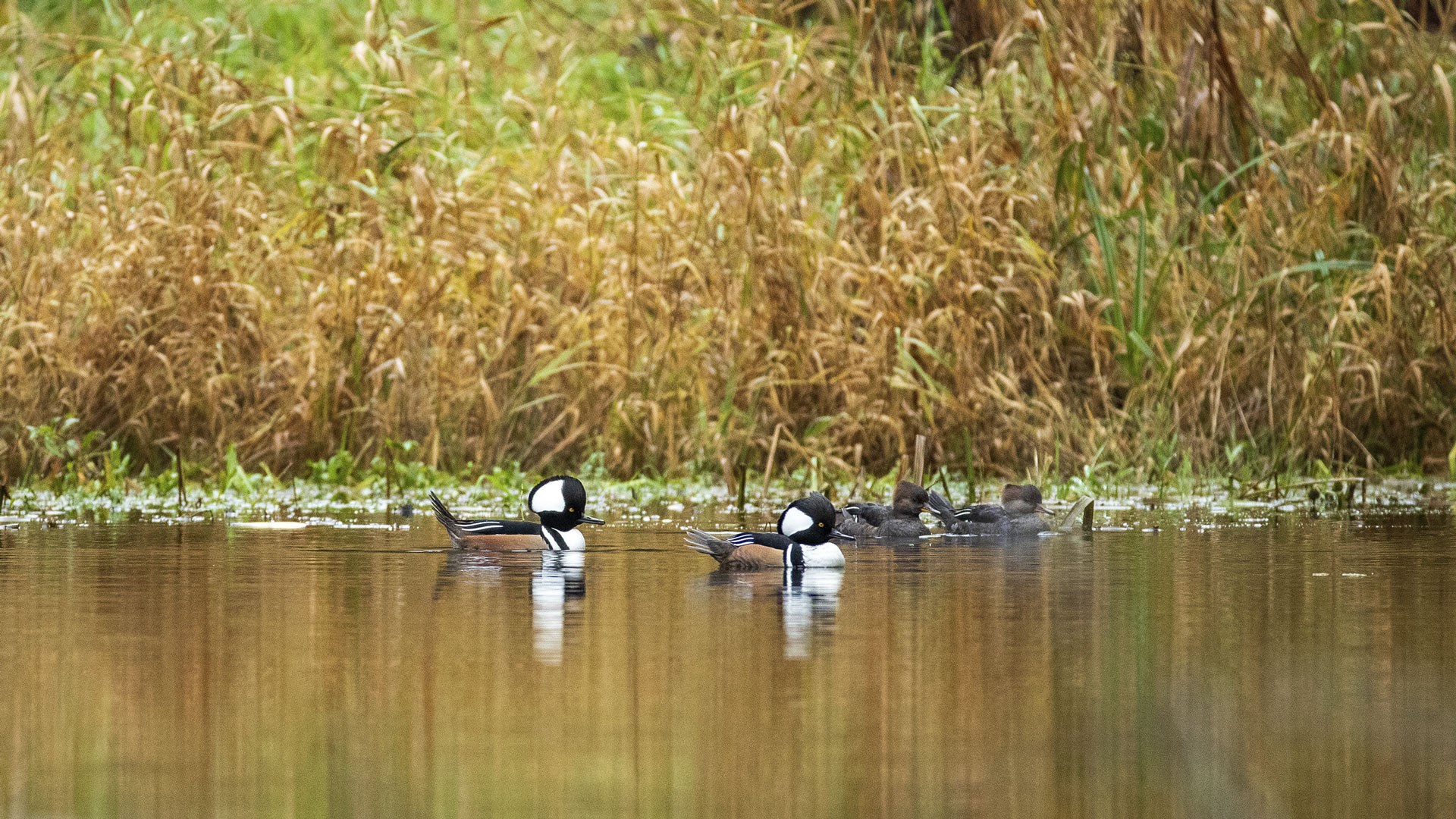 Hooded Mergansers
