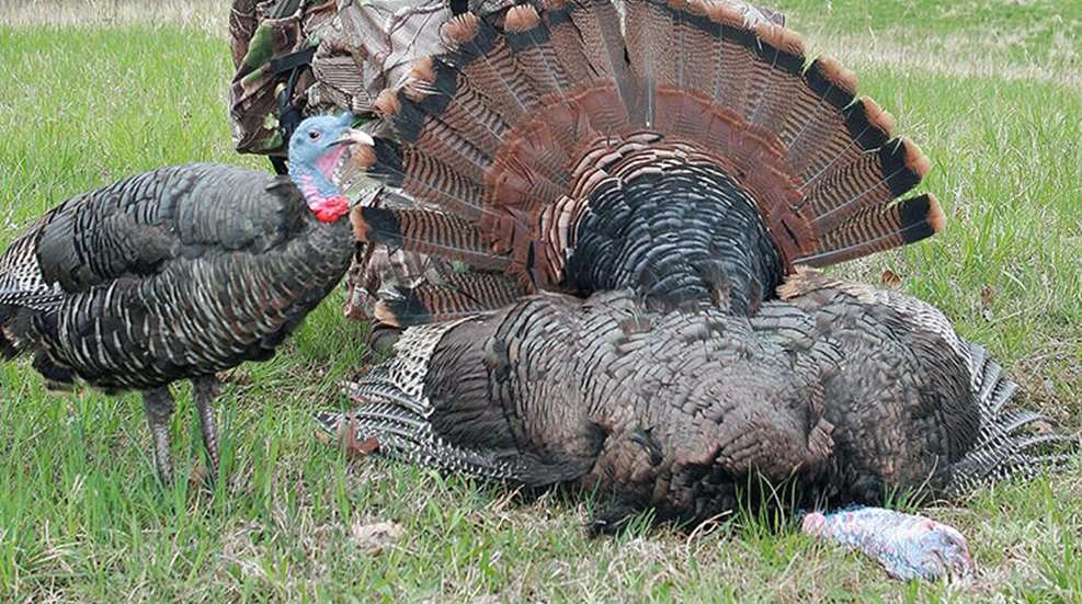 5_turkey_tips_2017_f.jpg