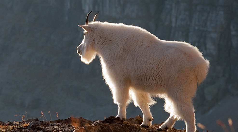 hunt_for_glacial_goat_f.jpg