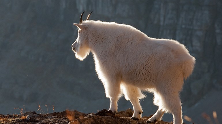 Hunt for the Glacial Goat | An Official Journal Of The NRA