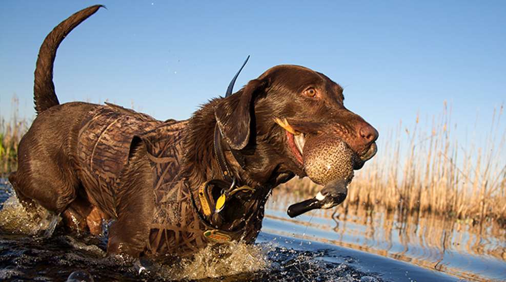 gundogs_handle_later_f.jpg