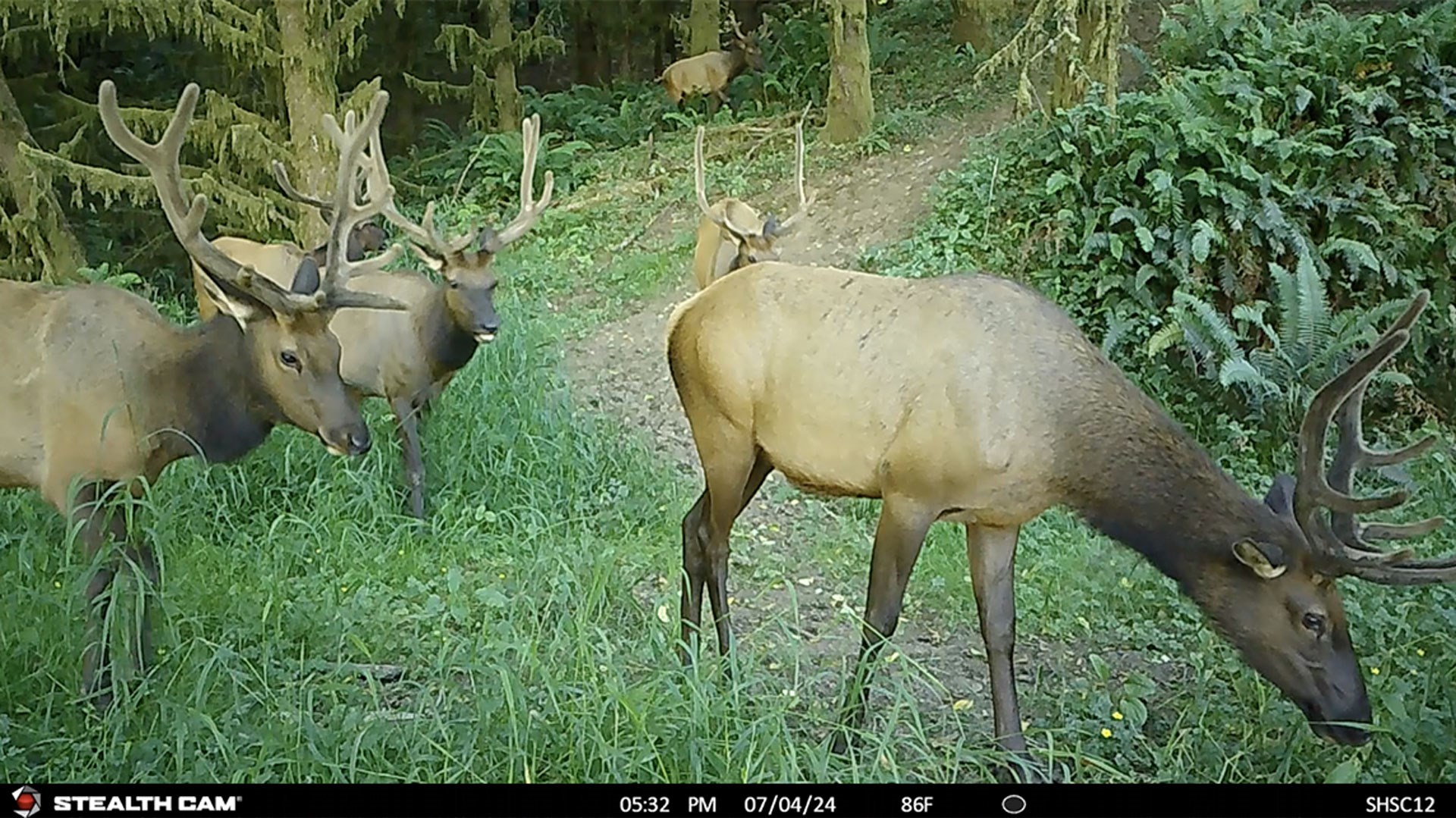 Elk on trail camera