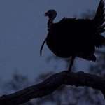 Roosted Turkey Lede