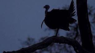 Roosted Turkey Lede
