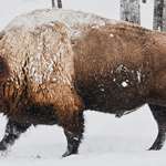 bison-in-snow.jpg