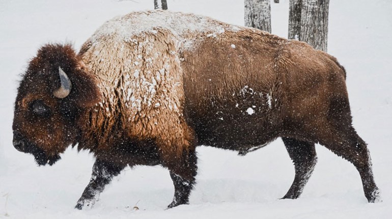 Grand Canyon National Park Seeks Volunteers for Bison Reduction | An Official Journal Of The NRA