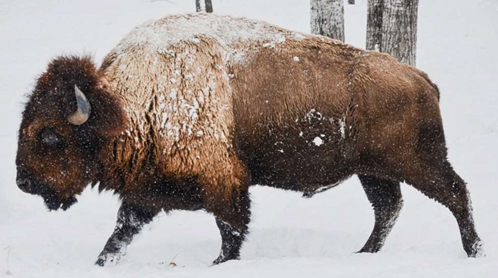 bison-in-snow.jpg