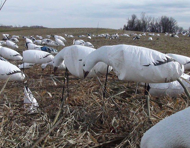 Custom Decoys