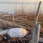 Morning Waterfowling Vigil