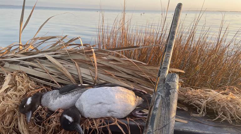 Circling Back to Steel: Finding Lethality in Economical Shot | An Official Journal Of The NRA