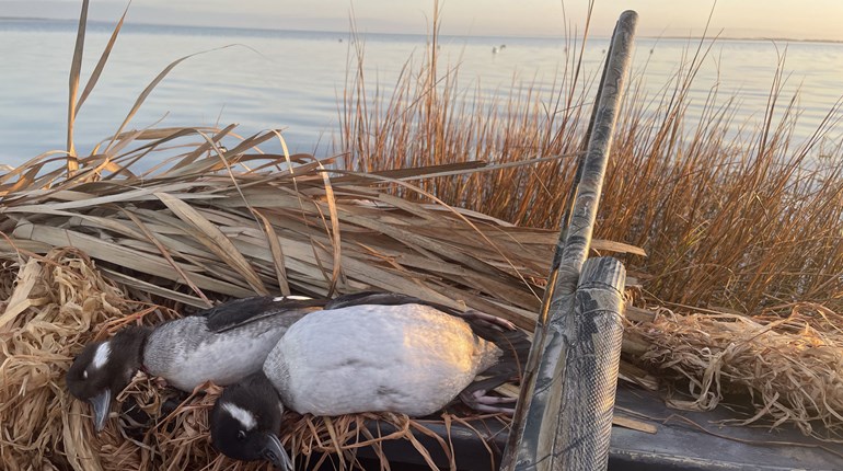 Circling Back to Steel: Finding Lethality in Economical Shot | An Official Journal Of The NRA