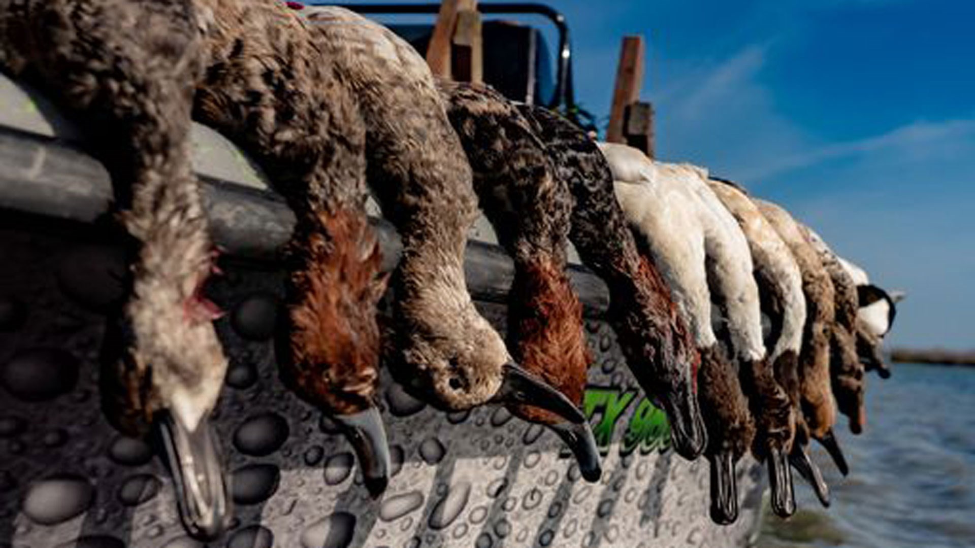 Ducks hanging over boat