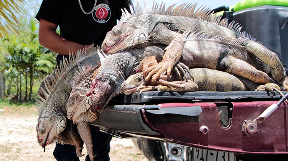 iguana_purge_f.jpg