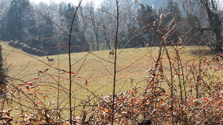 Whitetail Deer in Field During the Rut