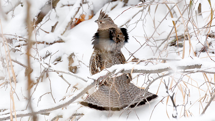 Ruffed Grouse in snow