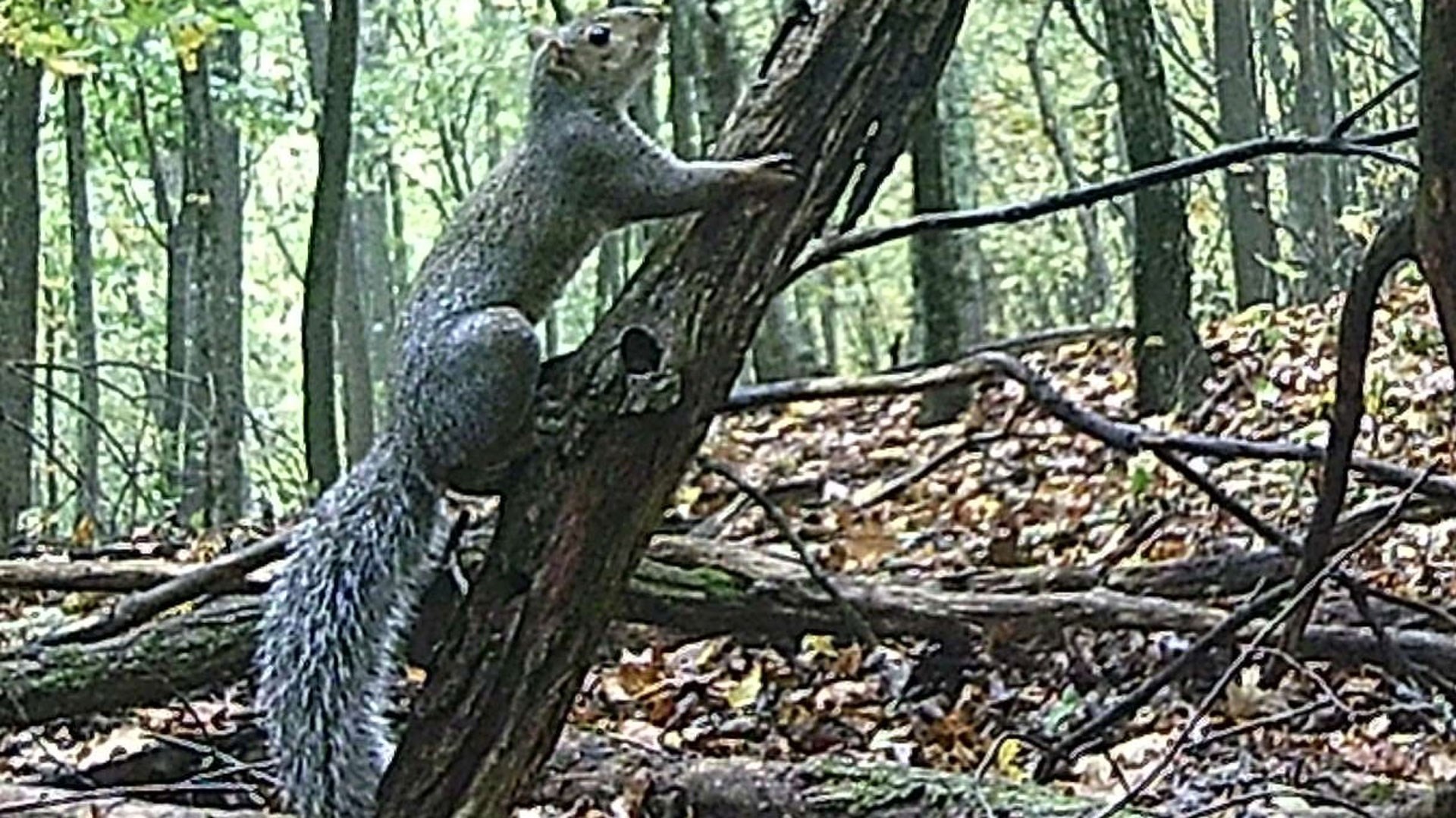 Gray Squirrel on Limb