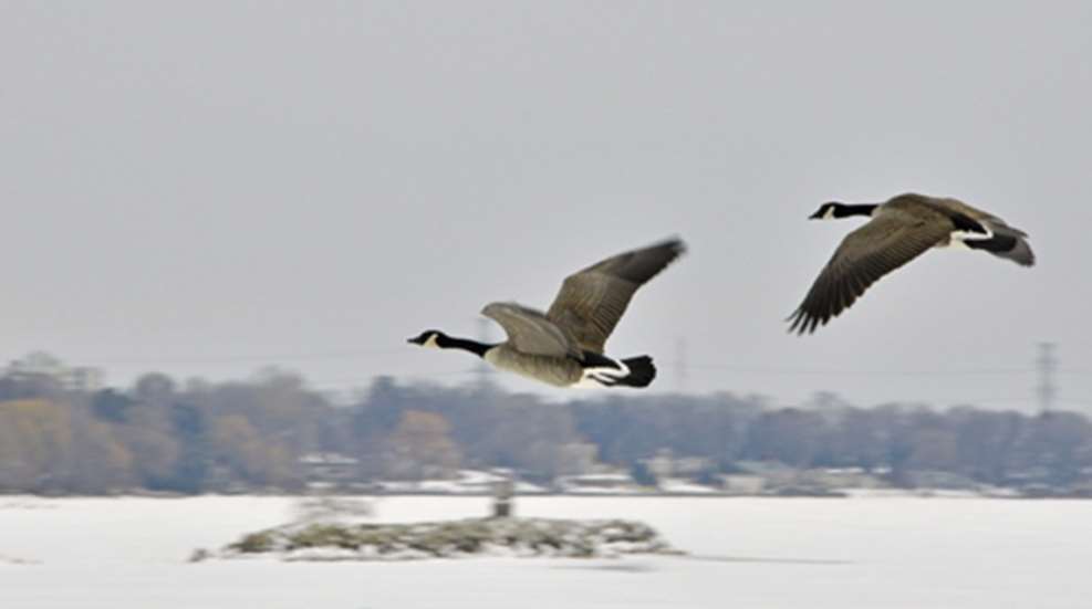 2012125162350-canada_geese_late_season_waterfowl_home.jpg