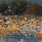 wildlife_restoration_f.jpg