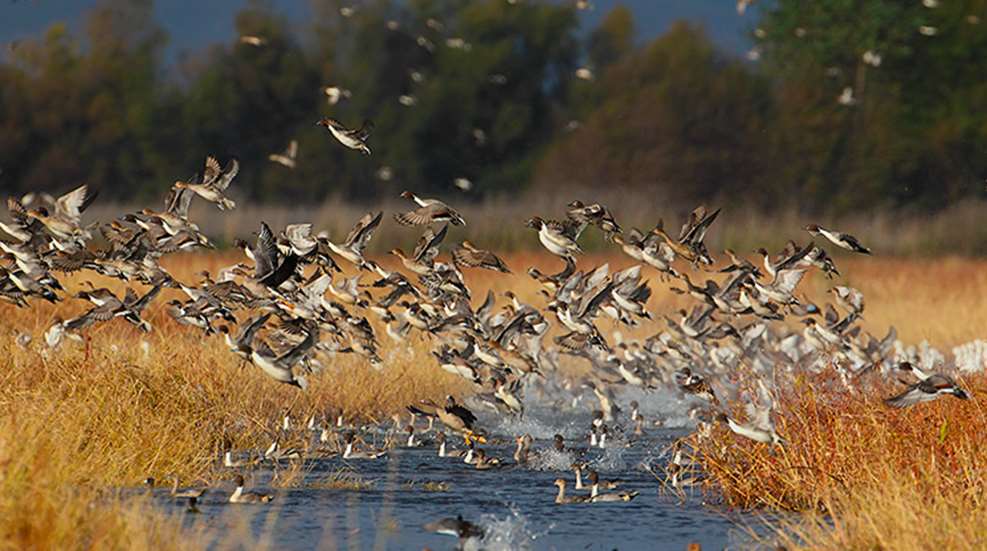wildlife_restoration_f.jpg