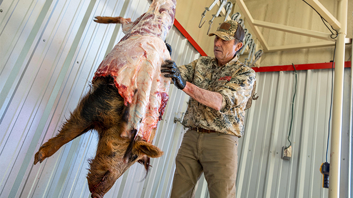 Skinning Wild Boar