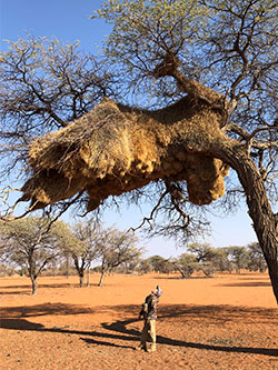 Young boy gazes at the work of a colony of sociable weaver birds in a tree in Namibia