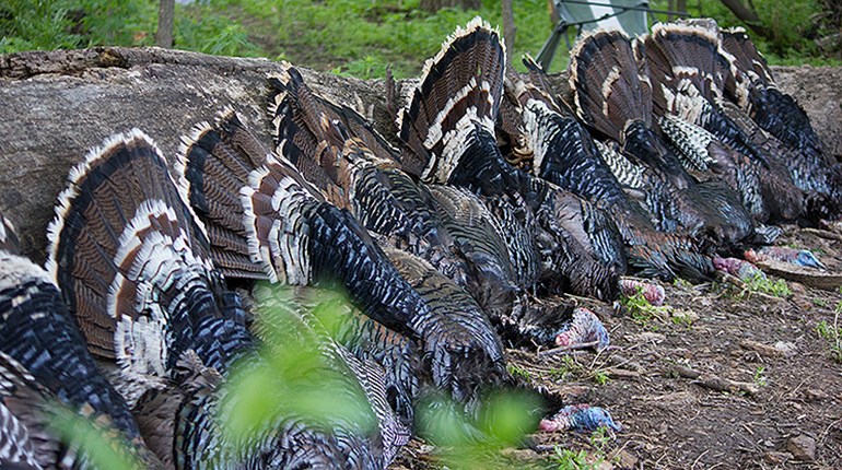 Turkey Country: Fear the Reaper | An Official Journal Of The NRA