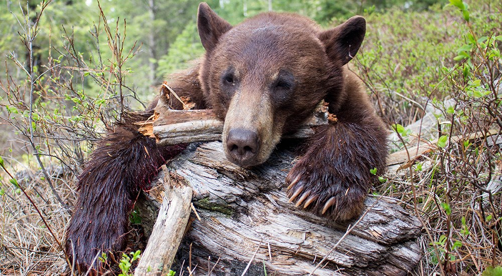 Chocolate color phase black bear in Idaho.