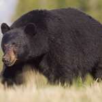 No Country For Old Bears Lead