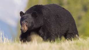 No Country For Old Bears Lead