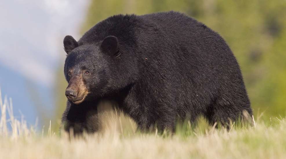 No Country For Old Bears Lead