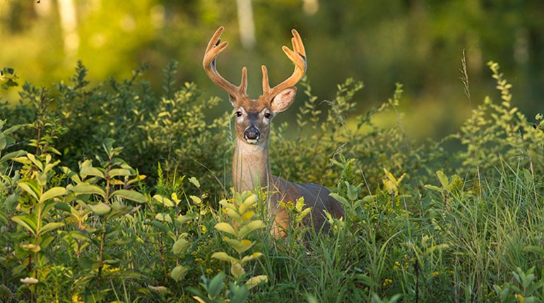 Top 5 Early-Season States for Whitetail | An Official Journal Of The NRA