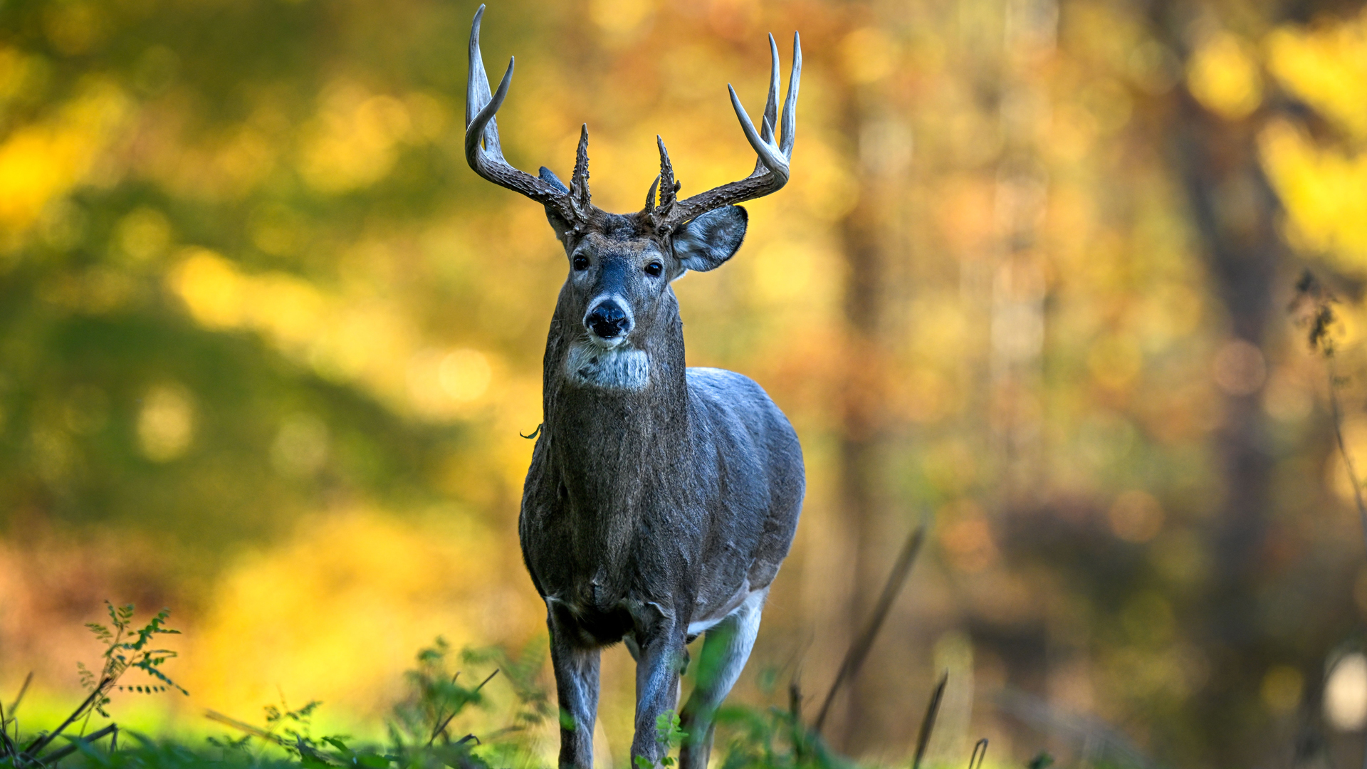 Whitetail Deer In Greenery